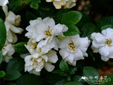 白蟬花種植|白蟾 Gardenia jasminoides var. fortuniana